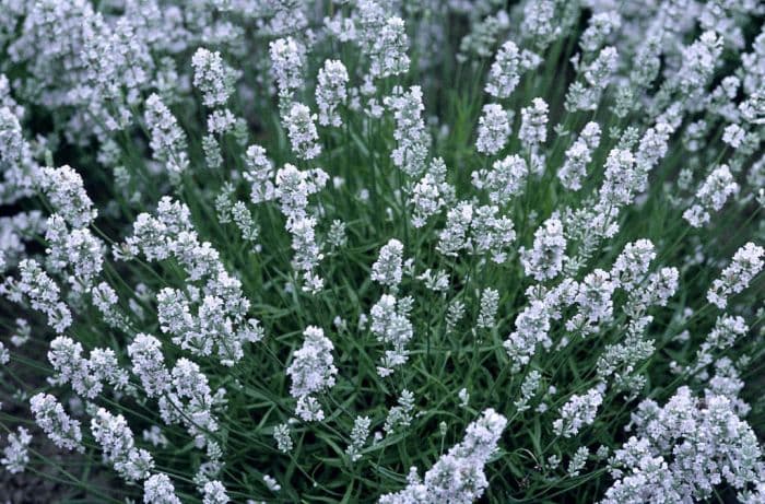 dwarf white English lavender