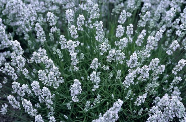 Dwarf white English lavender