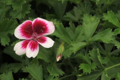 pelargonium 'Michael'