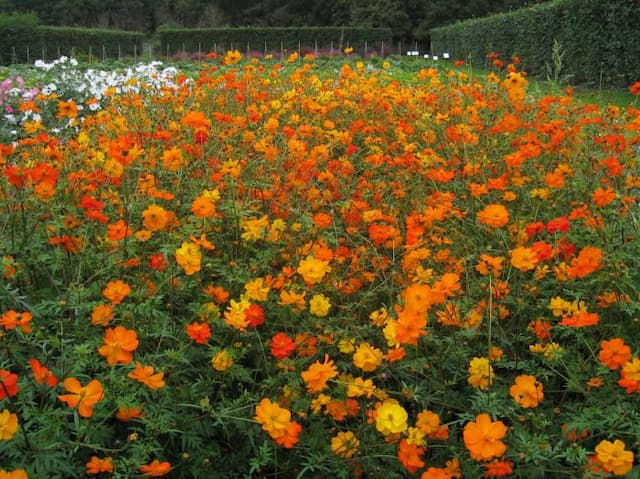 Yellow cosmos