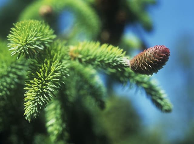 Norway spruce 'Acrocona'