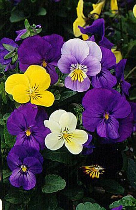 tufted pansy Princess Series