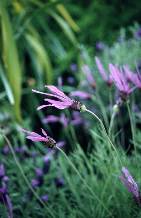 French lavender