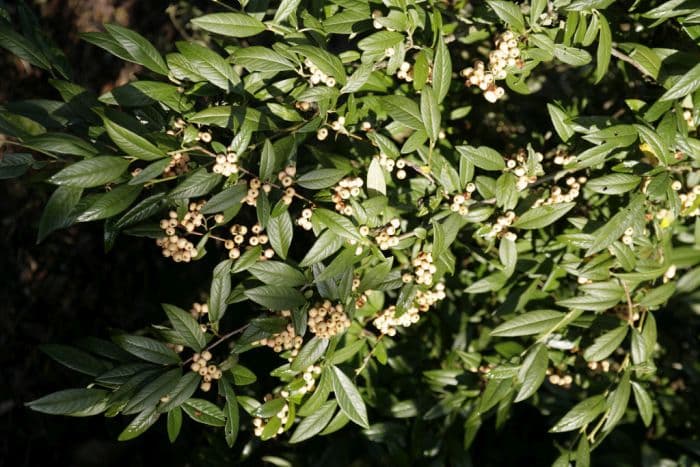 cotoneaster 'Pink Champagne'