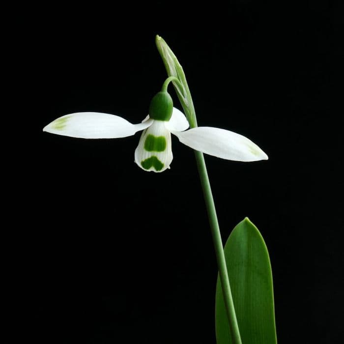 greater snowdrop 'Selborne Green Tips'