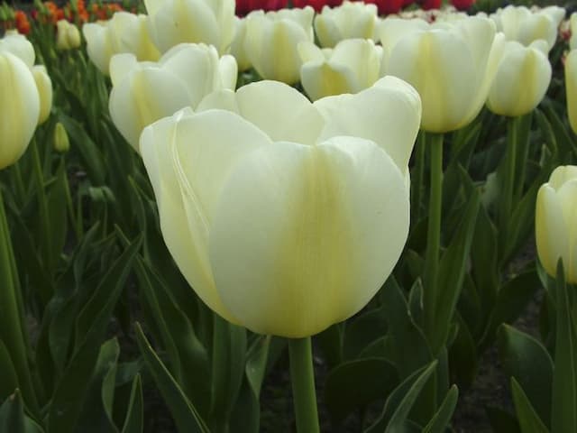 Tulip 'Angels Wish'