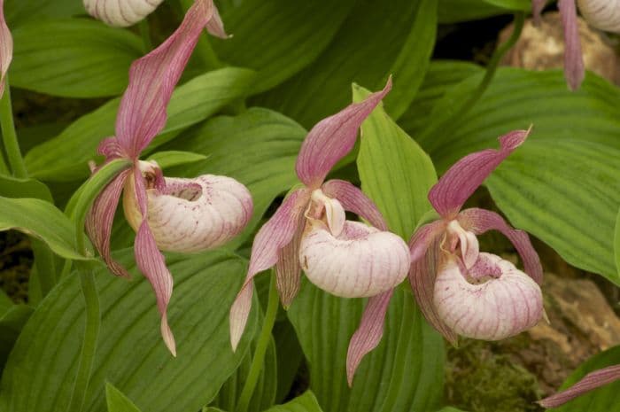 lady's slipper orchid Michael gx