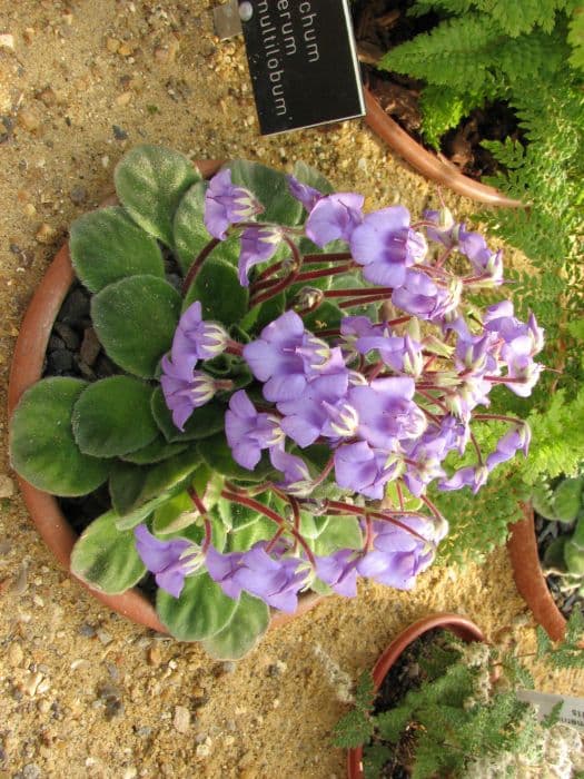 silky petrocosmea