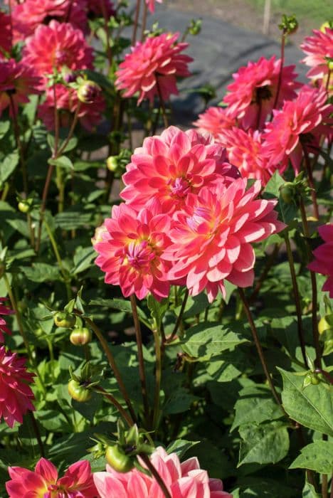 dahlia 'Kilburn Rose'