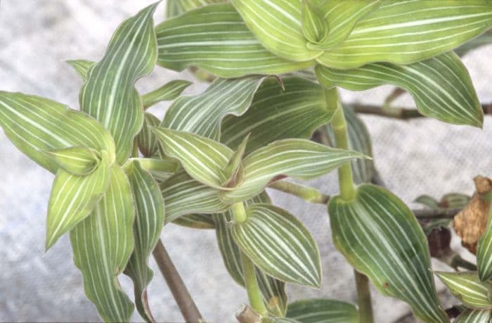 striped inch plant