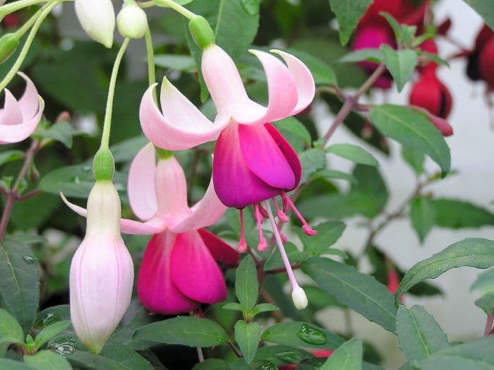 fuchsia 'Wharfedale'