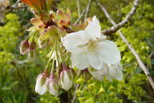 Great white cherry