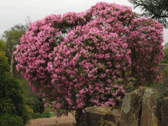 rhododendron Temple Belle Group