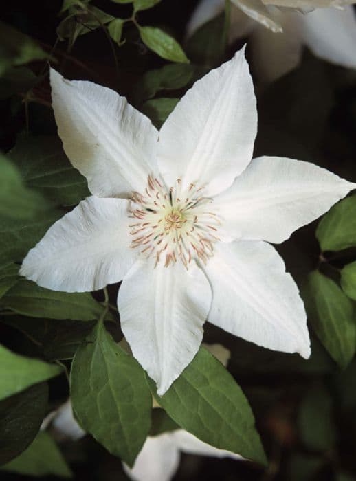 clematis [Hyde Hall]