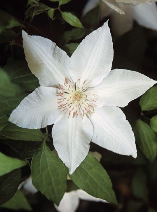 Clematis [Hyde Hall]