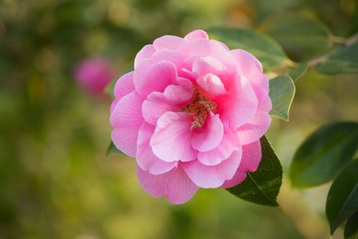 camellia 'Rose Quartz'