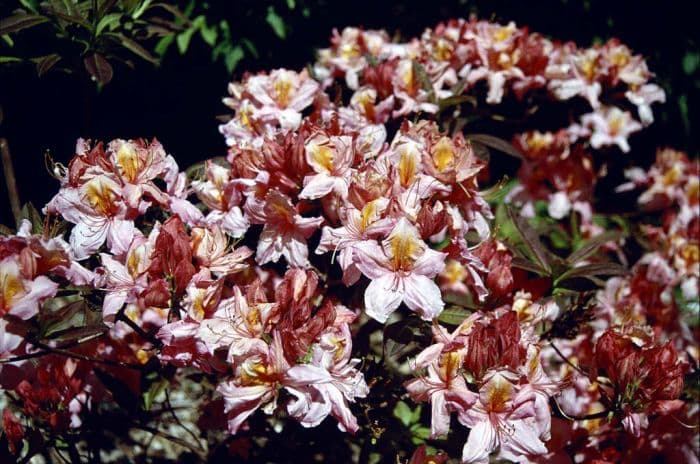 rhododendron 'Strawberry Ice'