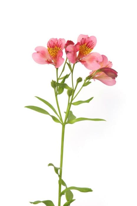 Peruvian lily 'Candy'