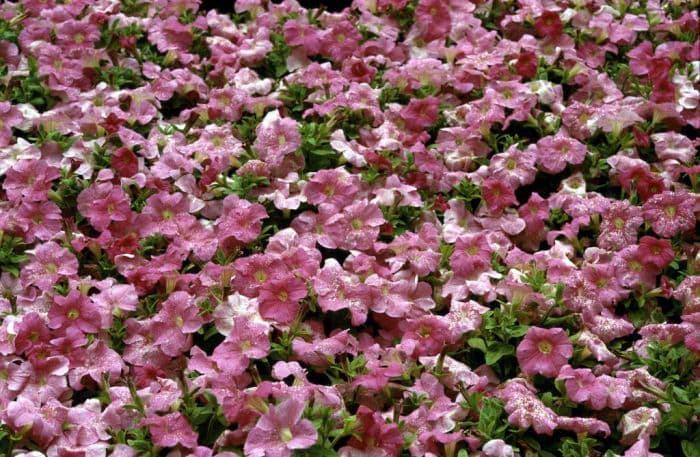 petunia 'Storm Pink'