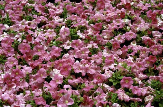 Petunia 'Storm Pink'