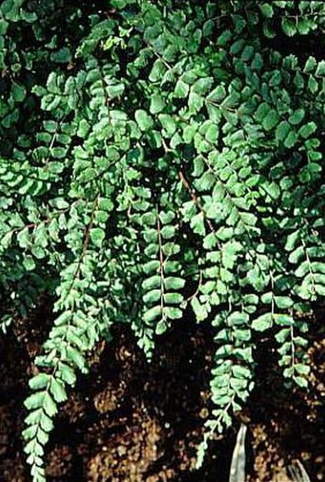 maidenhair spleenwort