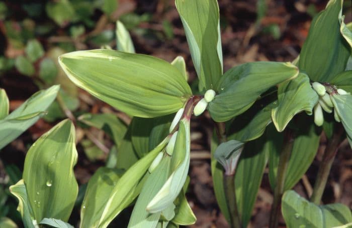 sickle-shaped Solomon's seal