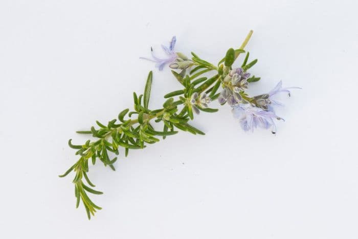 rosemary 'Haifa'