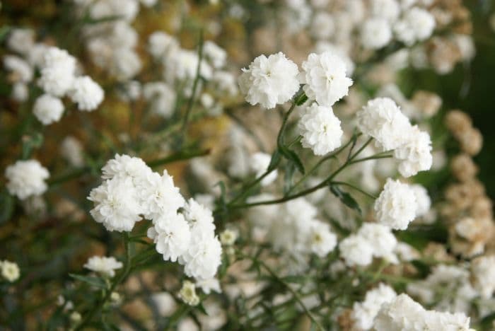 sneezewort 'Perry's White'