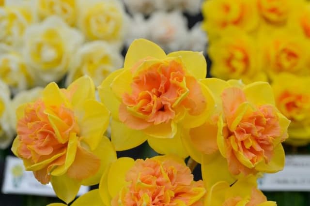 Daffodil 'Lowena'