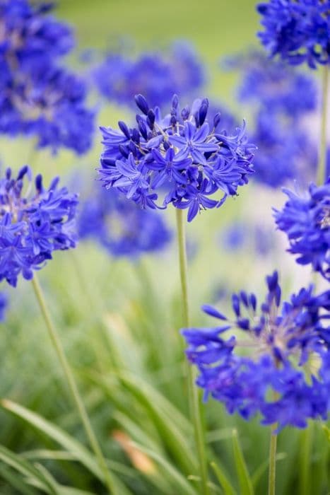 African lily 'Taw Valley'