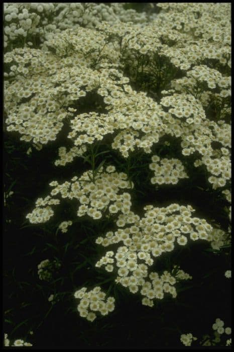 sneezewort 'Aunt Stientje'