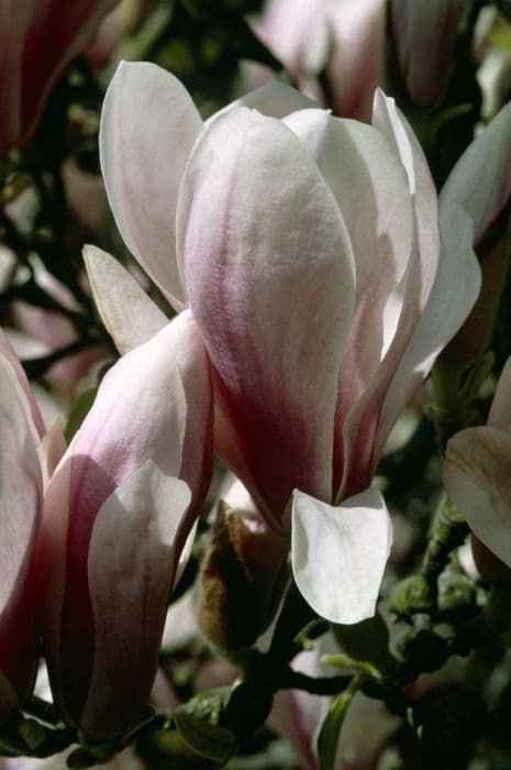 Saucer magnolia