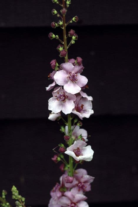 mullein 'Valerie Grace'