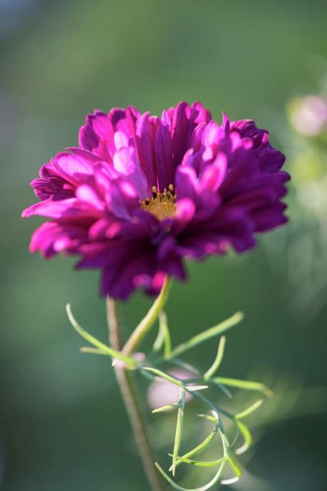 cosmea 'Double Click Cranberries'