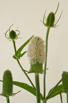 fuller's teasel