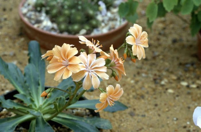 Siskiyou lewisia Sunset Group