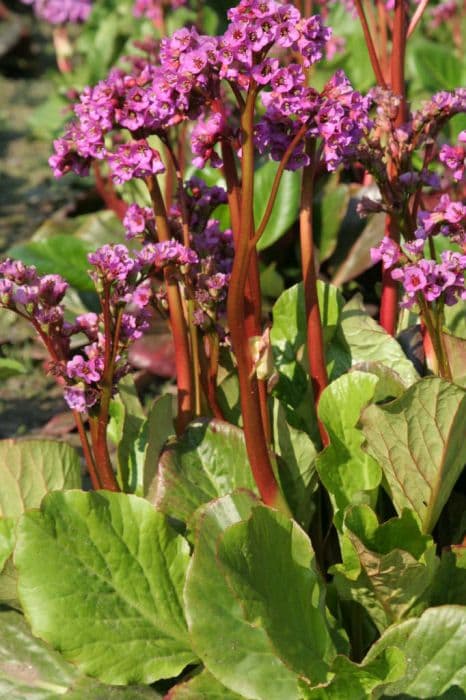 purple bergenia