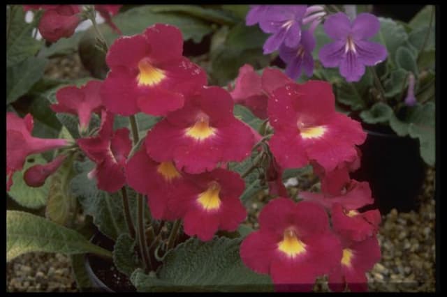 Cape primrose 'Susan'