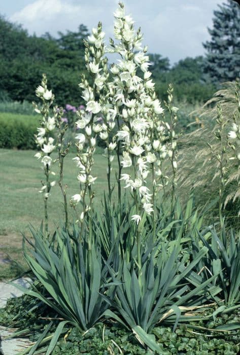 needle palm 'Ivory'