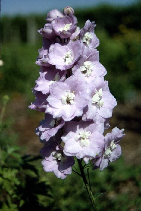 delphinium 'Foxhill Nina'