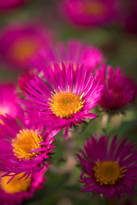 New England aster 'James Ritchie'