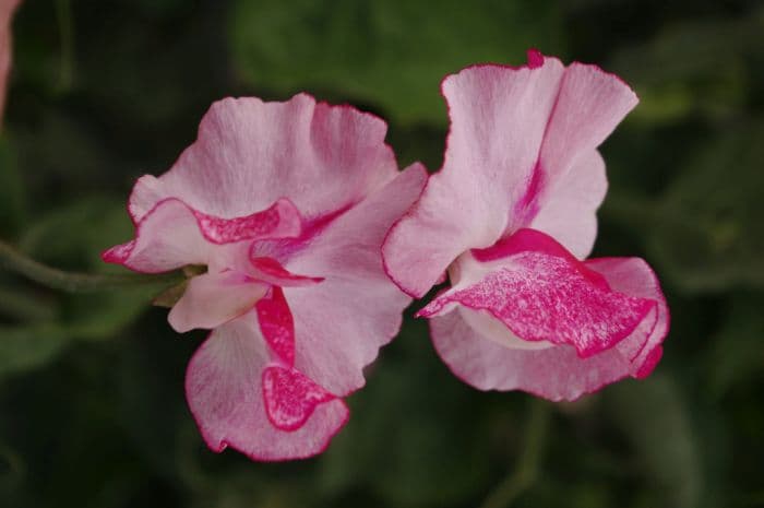 sweet pea 'Sunset'