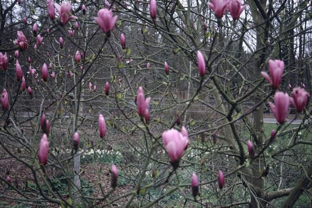 Magnolia 'Galaxy'