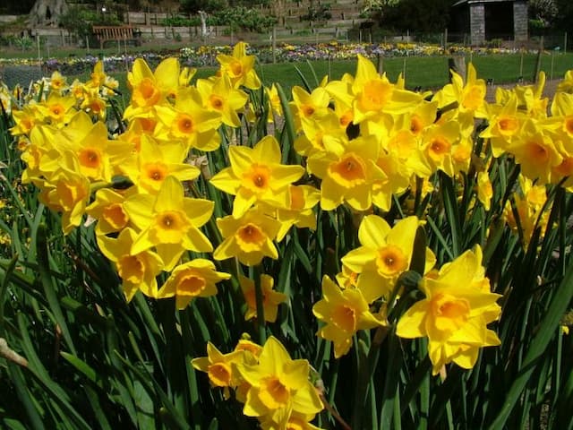 Daffodil 'Garden Opera'