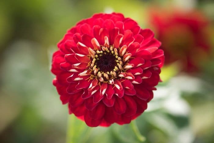 zinnia 'Benary's Giant Scarlet'