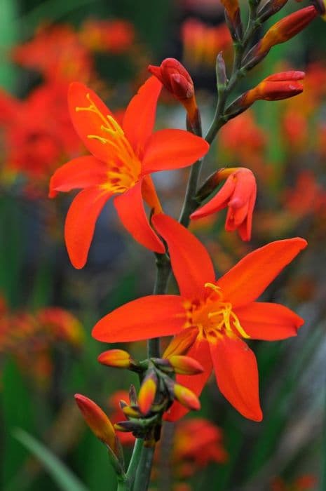 montbretia 'Prince of Orange'