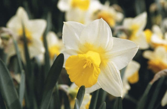 daffodil 'Willy Dunlop'