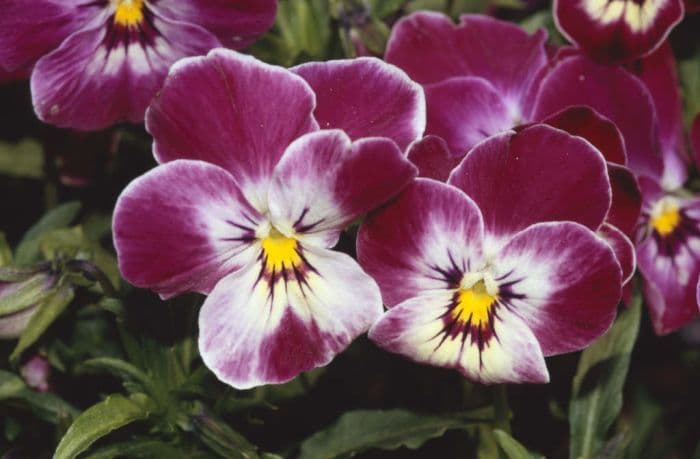 viola 'Clementina'