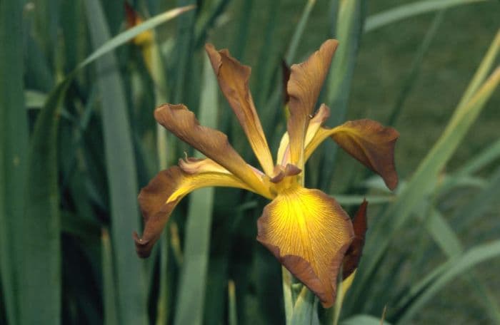 iris 'Driftwood'