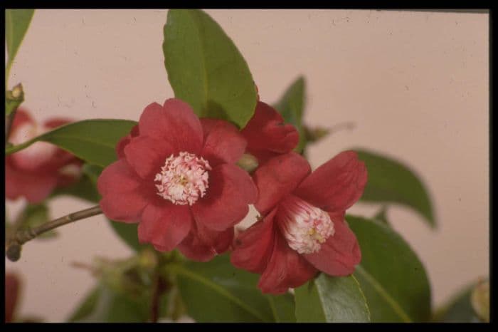 camellia 'Bokuhan'